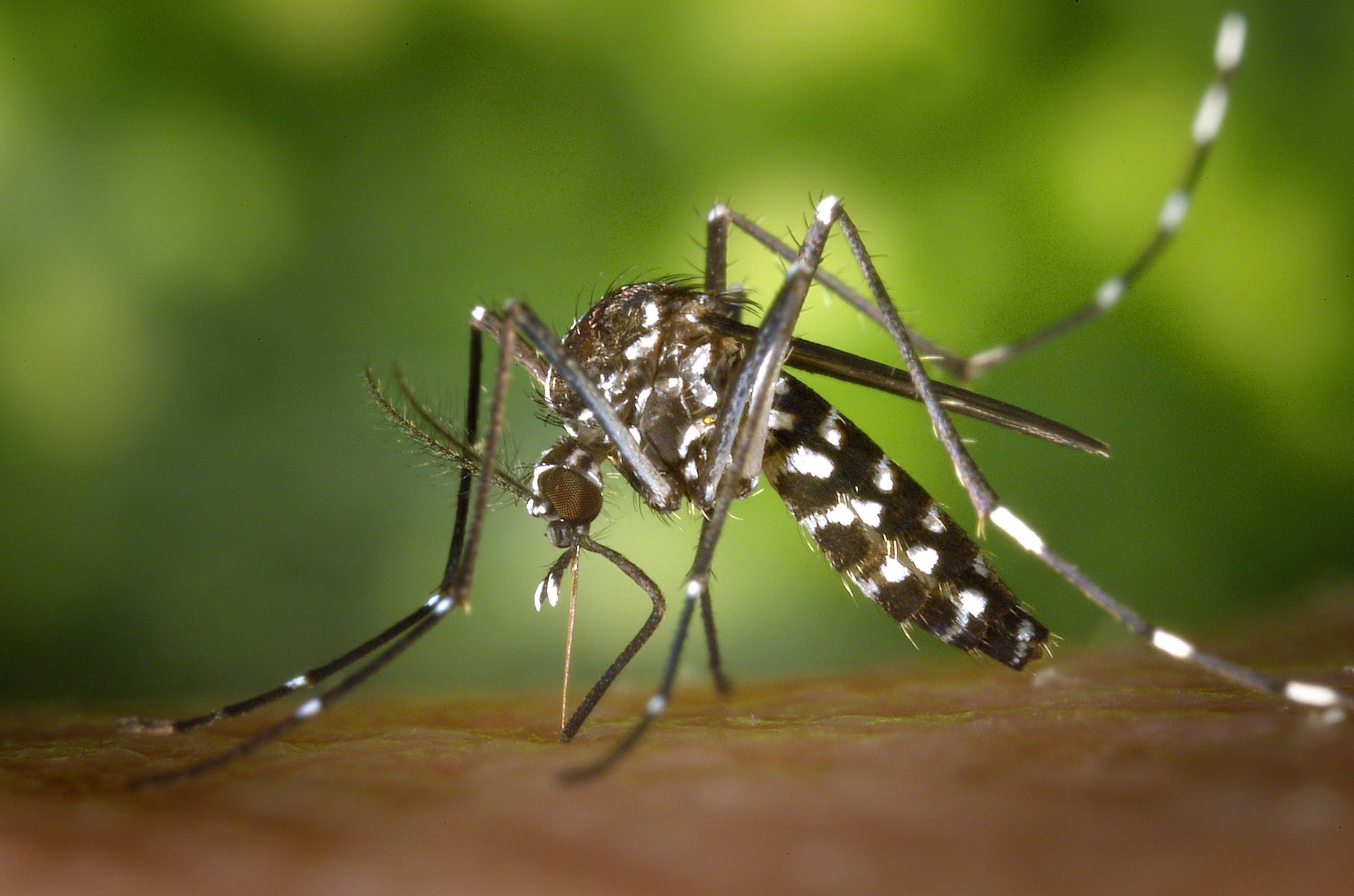 LIRAa: Sarandi está com alto risco para epidemia de Dengue