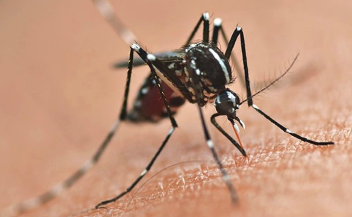 Sarandi se mobiliza para reforçar ações de combate e prevenção ao mosquito da dengue
