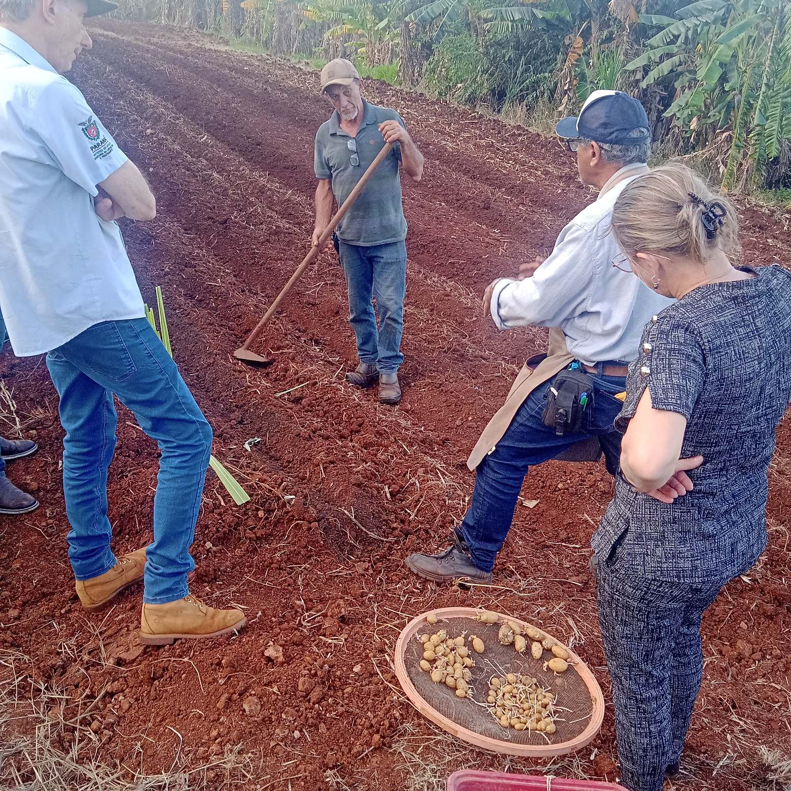 Técnica inovadora de plantio de batata, desenvolvida pelo IAC, é testada em Sarandi