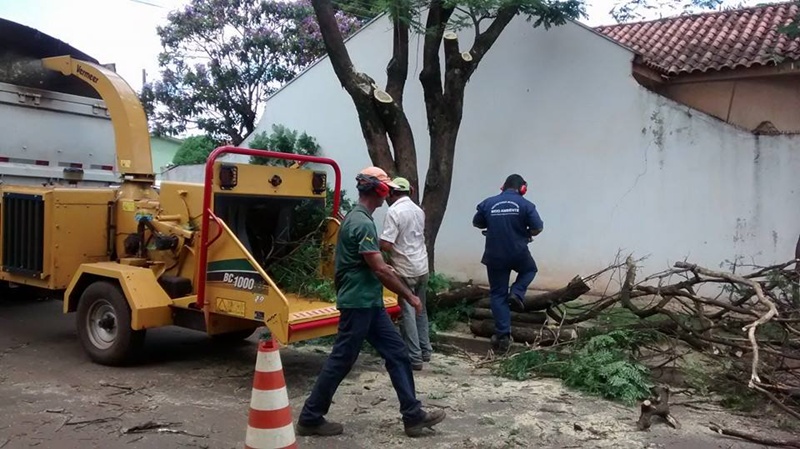 Meio Ambiente vai cadastrar cortadores de árvores