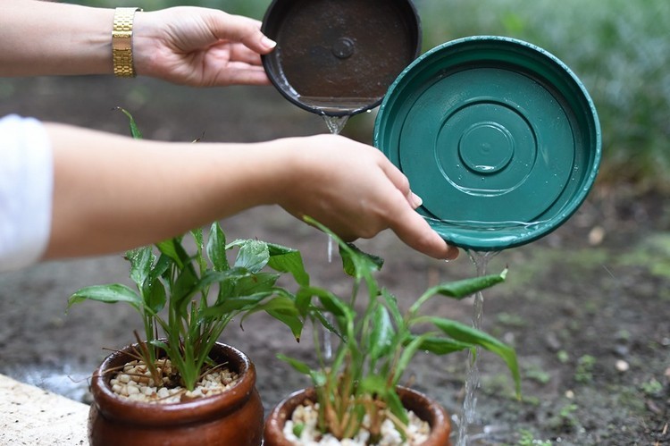 Vacinação contra a dengue quer atingir 21 mil pessoas entre 15 e 27 anos 