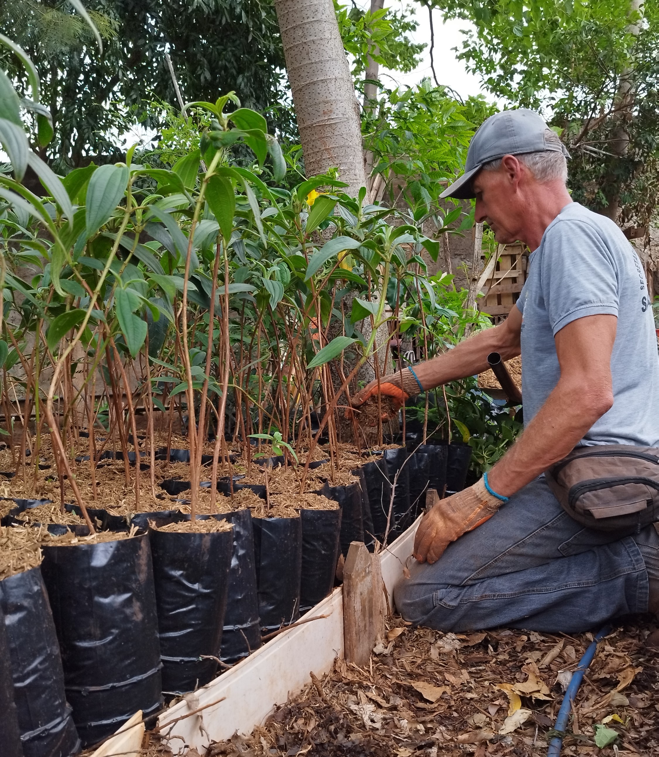 Sarandi comemora Dia da Árvore com palestra para crianças e distribuição de sementes e mudas