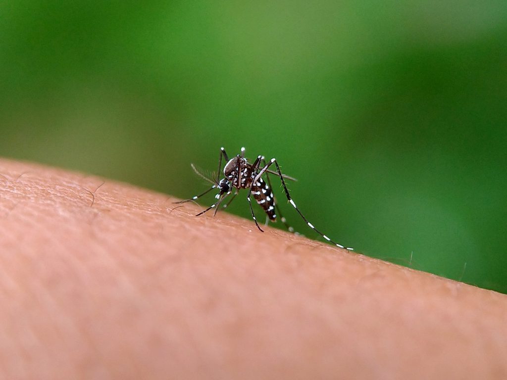 Sarandi mantém cenário estável para dengue no início de 2026, aponta boletim epidemiológico