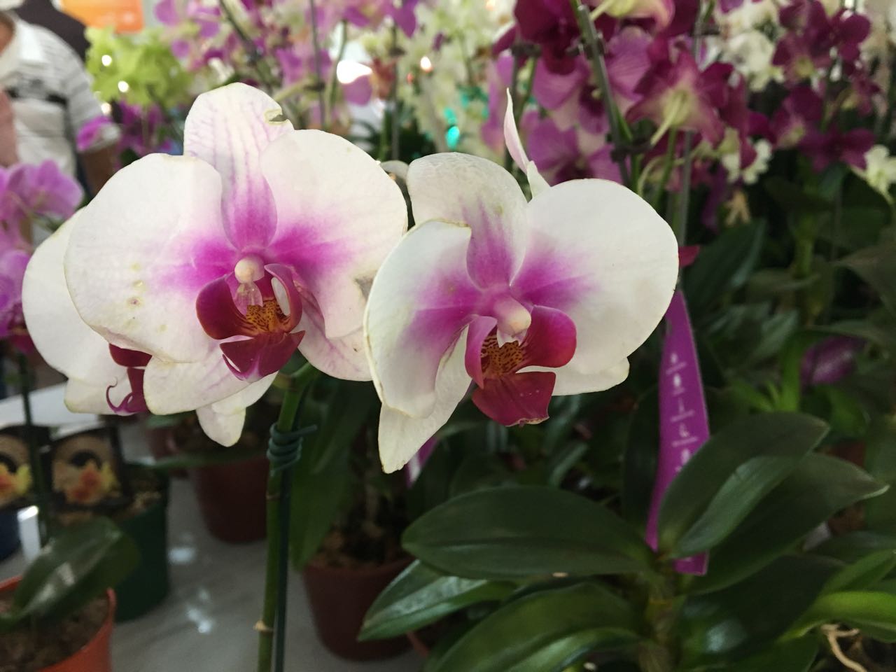 Expoflores segue até domingo 17