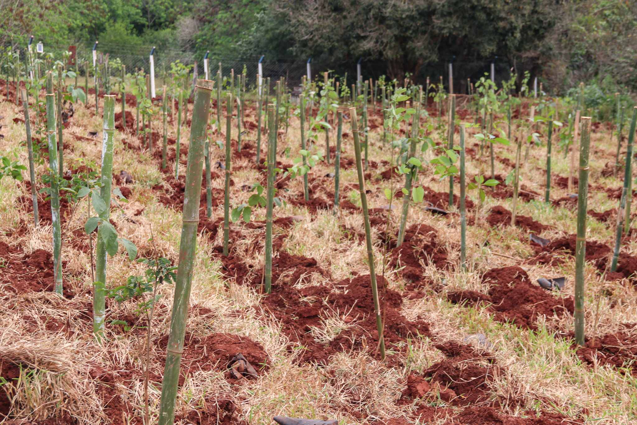 Prefeitura de Sarandi planta 2,5 mil mudas de espécie nativas e faz nascer nova área verde